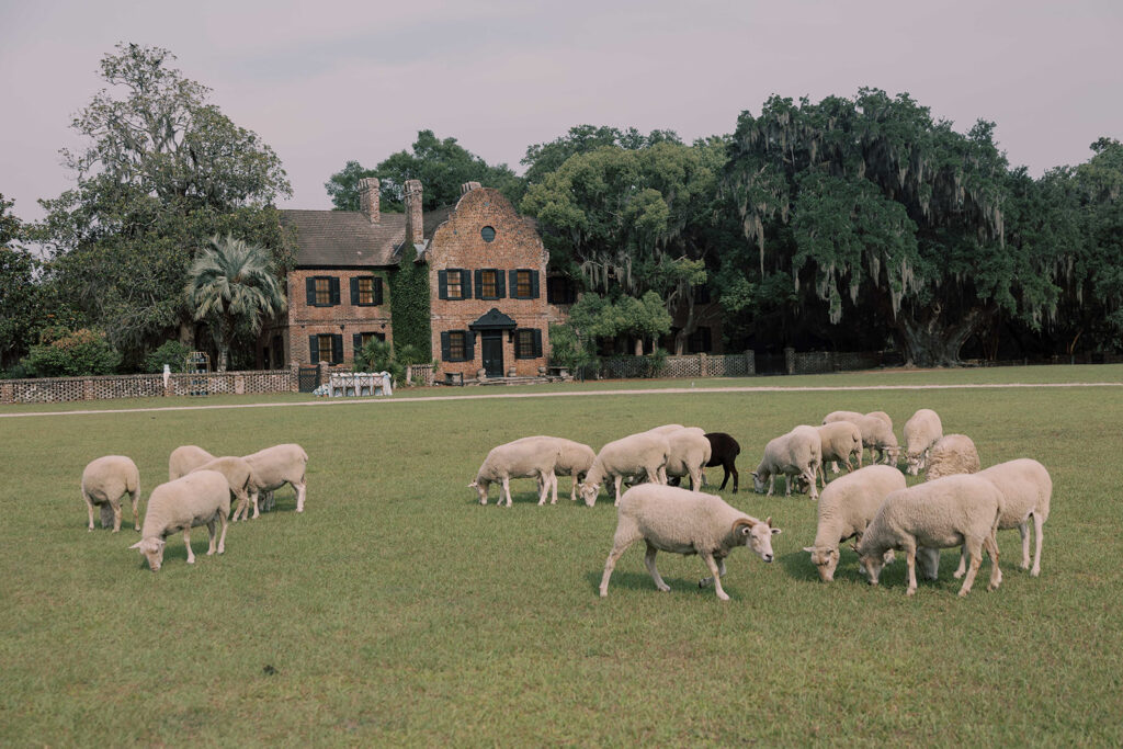 Two Love Stories, One Stunning Backdrop: A Middleton Place Wedding to Remember